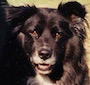CritterDog avatar