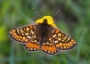 butterfly avatar